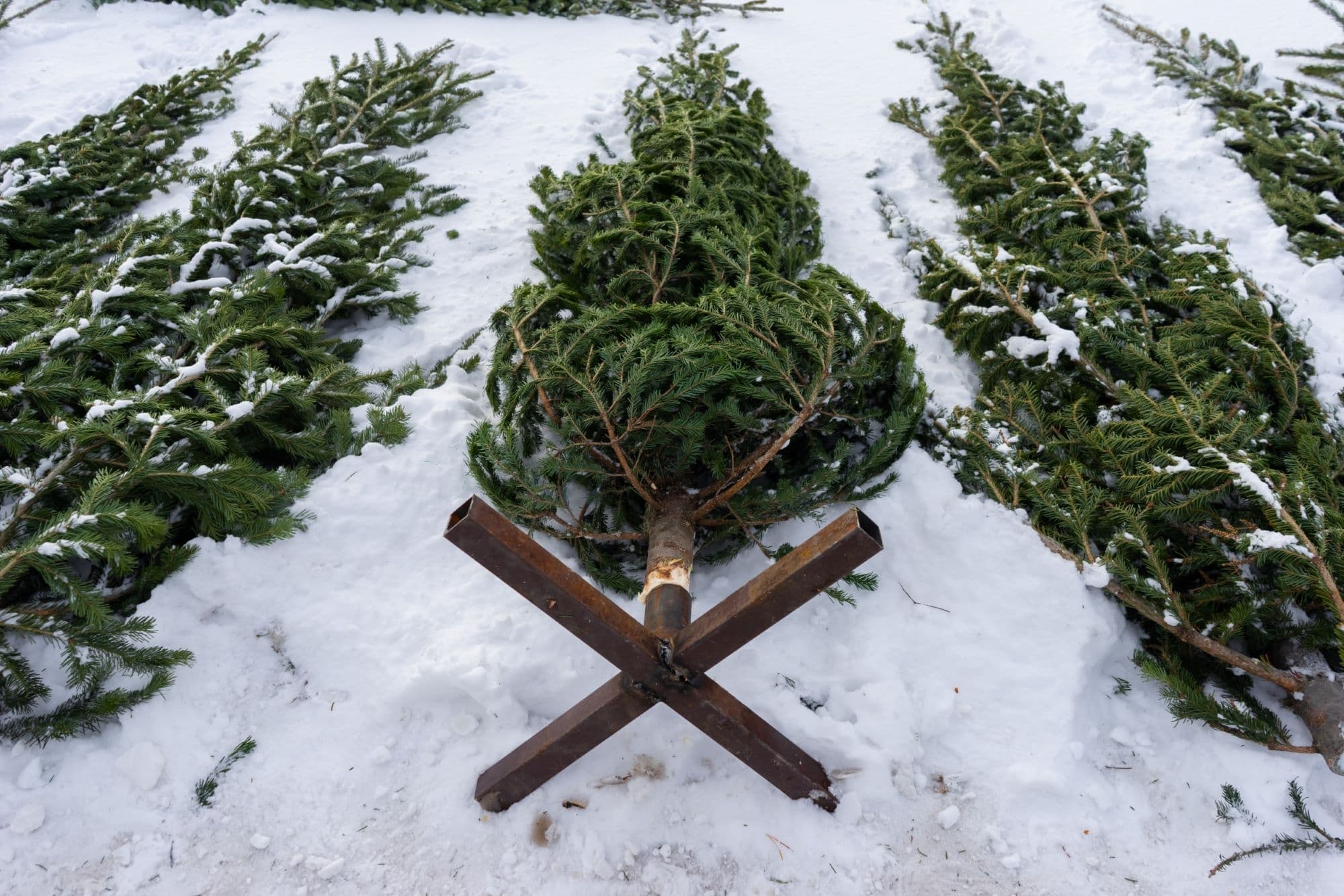 19_7tipp a karácsonyfához_Insta_dec.jpg