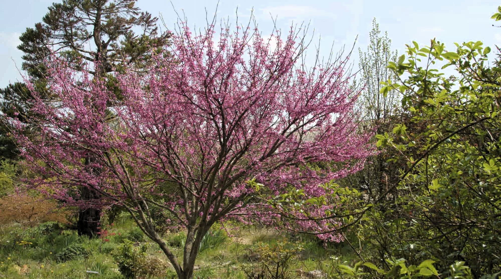 1_Magán arborétum0_Insta_máj.jpg