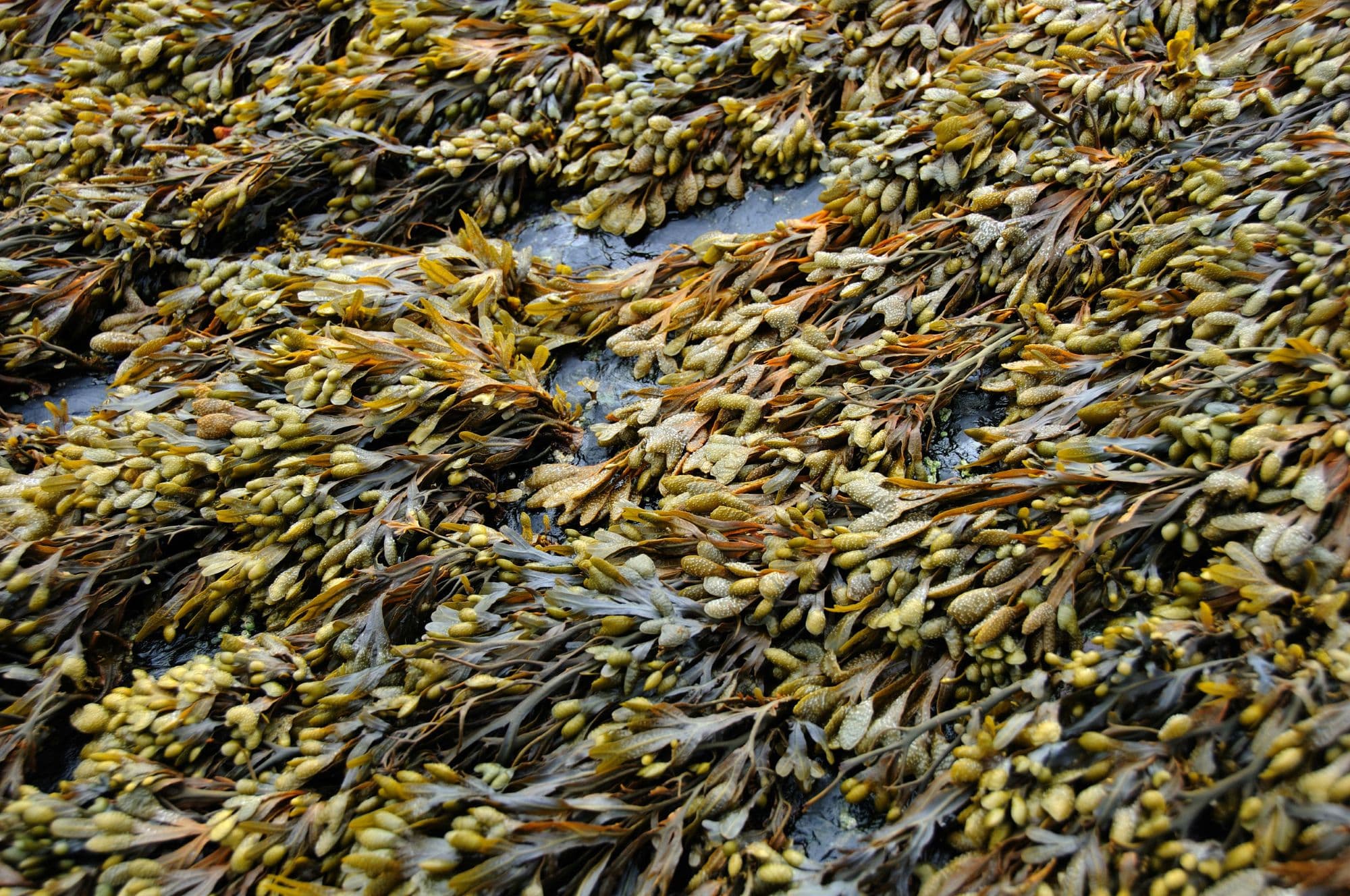 20_a tenger zöld aranya_Insta_dec.jpg