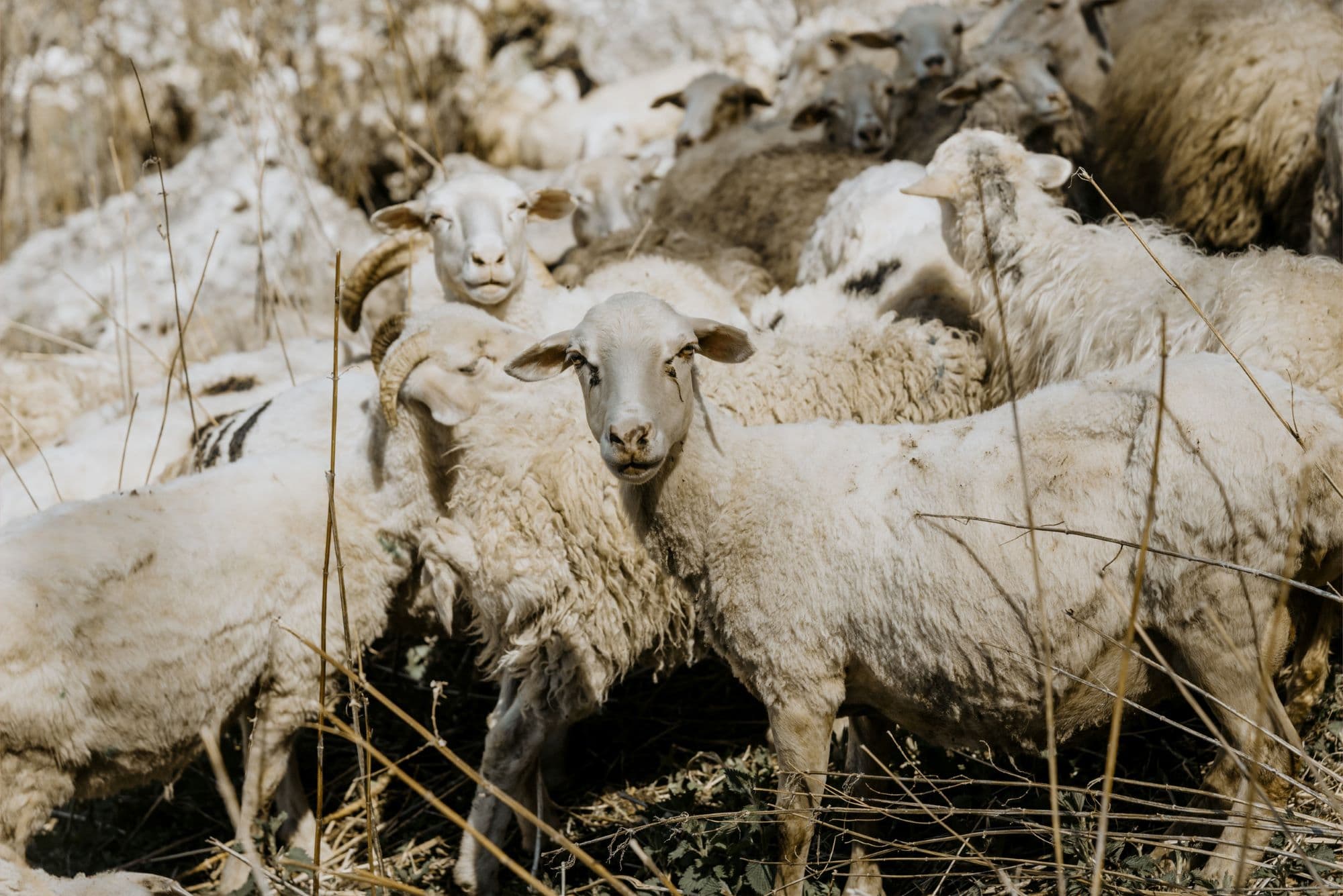 21_Gyapjú pellet_Insta_jan.jpg