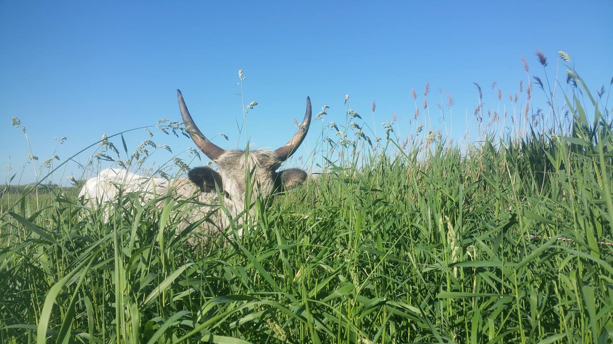 22_Hagyjuk gyógyulni a földet_Insta_júl.jpg