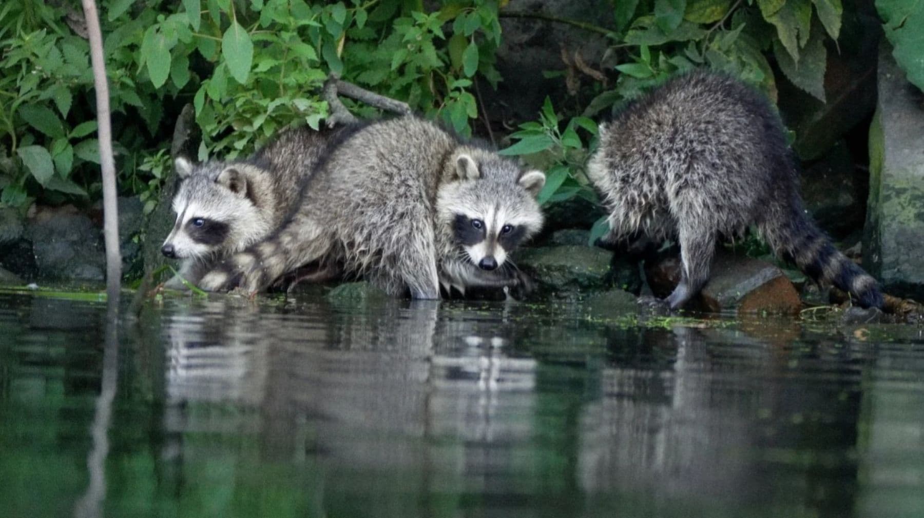 26_Wild Mile_insta_márc.jpg