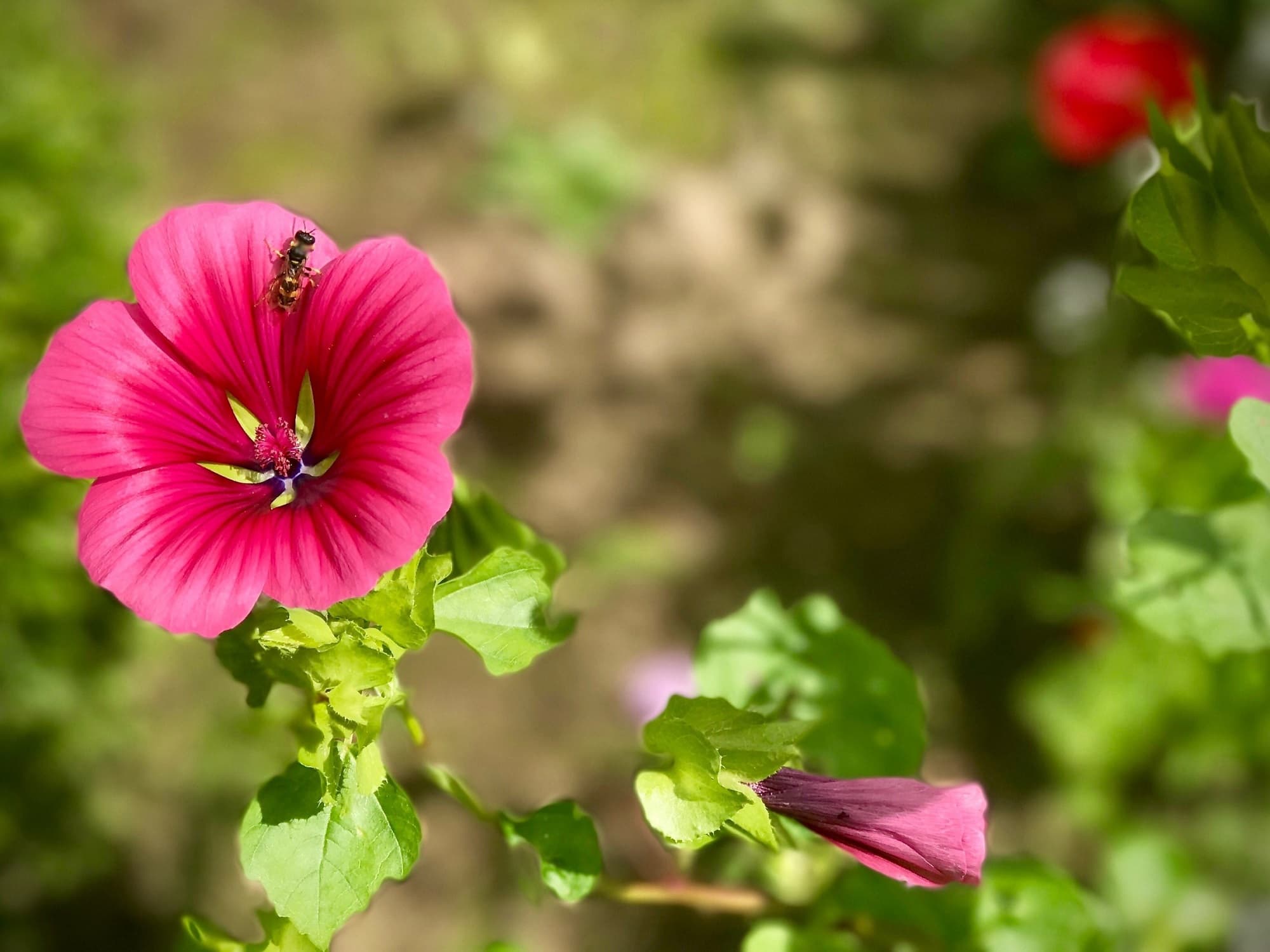 2_Kártévők ellen a kertben_Insta_ápr.jpg