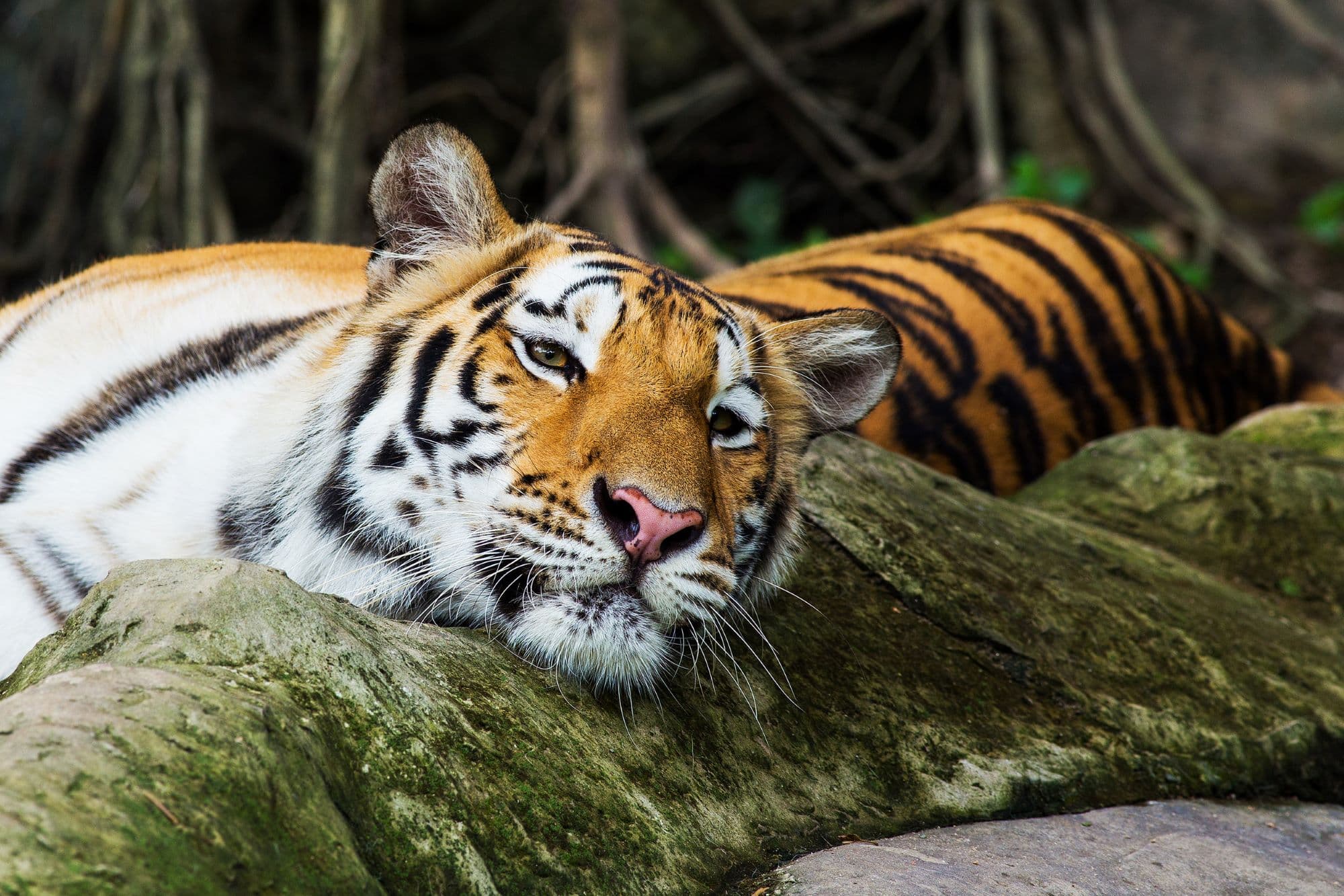 2_Project tiger_Insta_ápr.jpg