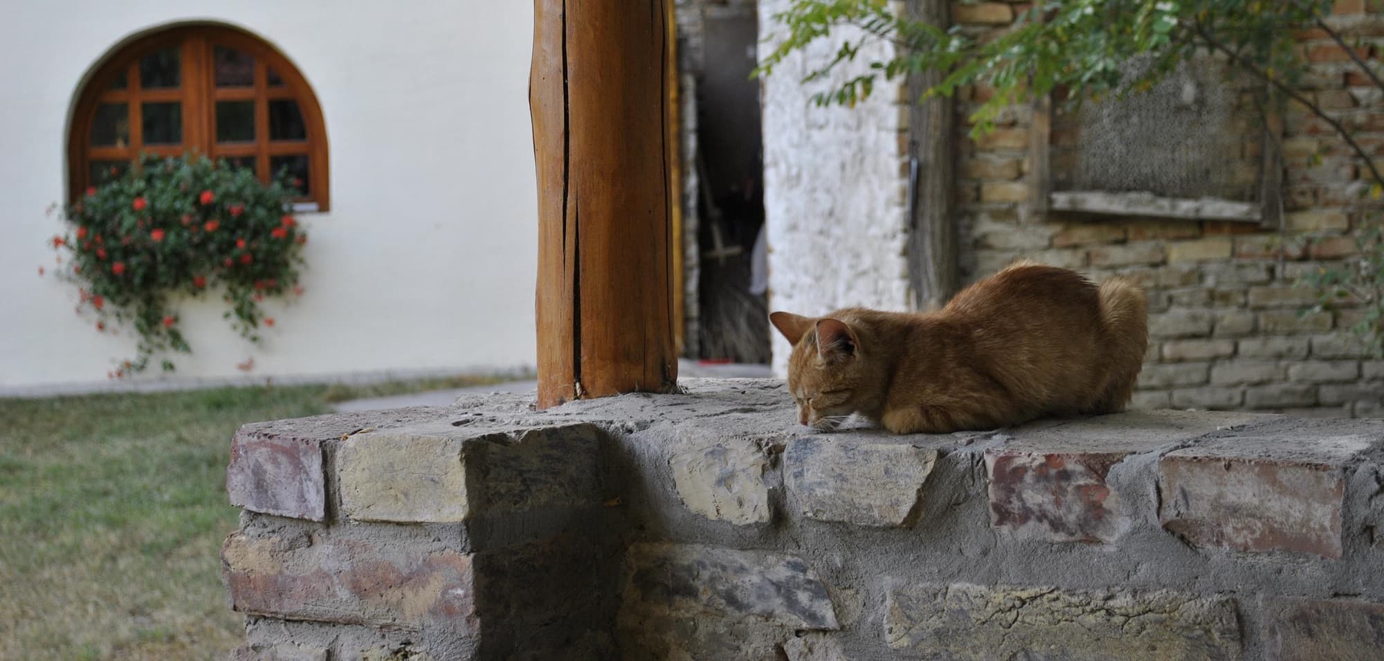 Fenntartható visszafejlődés.jpg