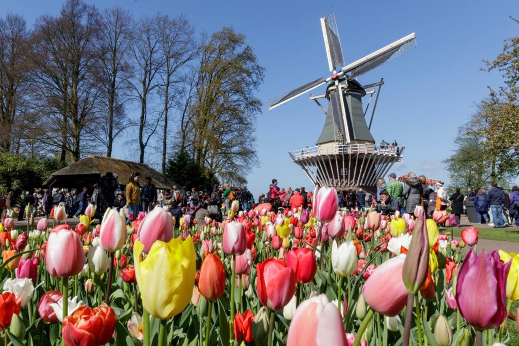 Keukenhof2.jpg